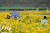 四月飞花香满天 合肥牛角大圩春色迎佳客