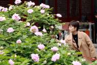 百年“牡丹王”迎來盛花期   肥東縣張集鄉(xiāng)舉辦牡丹文化旅游節(jié)