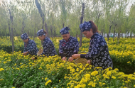 潘集區祁集鎮黃崗村：搶抓春時育苗忙