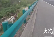 有隱患！阜陽一村民高速公路邊牧羊被制止