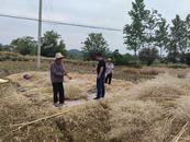 懷寧縣雷埠鄉以“秸稈零焚燒、空氣零污染”為目標，宣傳秸稈禁燒工作
