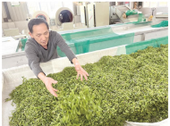 安慶：從茶文化旅游節看山鄉發展
