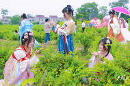 池州青陽：金銀花開 等你來“喬”