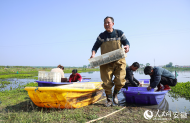五河：一水兩用一地多收 稻蝦共作蹚出致富路