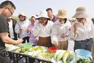 又是一年“小滿” ?淮南潘集酥瓜產銷兩旺