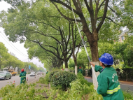 消除安全隱患 合肥高新區各道路高大喬木修剪進行時