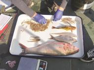 淮河淮南段監測到難得一見的淮王魚、江黃顙等珍貴魚種