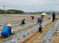 懷寧縣雷埠鄉：辣椒基地管護忙 