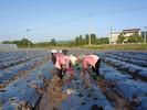 宜秀区五横乡白林村：黑土披“新装”，艳椒播种忙 