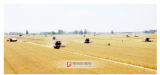 阜阳市夏收拉开序幕