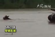 強降雨致牛群被困水中 消防皮艇接牛回家 