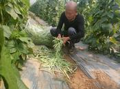 宜秀區(qū)羅嶺鎮(zhèn)林春村：人大代表勇?lián)?助力鄉(xiāng)村振興