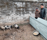 平安人壽阜陽中支駐張老家村工作隊 ：產業獎補促增收，鄉村振興添活力