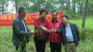 淮南市開展外來入侵物種“加拿大一枝黃花”鏟除活動(dòng)