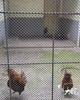 肥东龙栖百鸟园被拆致很多动物受伤？官方回应