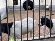 衡陽一動物園用“狗”和“羊”代替獅子和梅花鹿？動物園回應