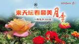 直播｜来天坛看最美月季，一株能开300朵！