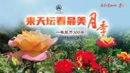 直播｜來天壇看最美月季，一株能開300朵！