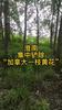 淮南：集中铲除“加拿大一枝黄花”