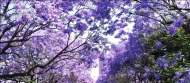 韋斯琴：紫藤花季