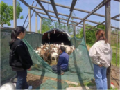 古城鎮酒坊村以特色產業獎補促進鄉村振興落到實處