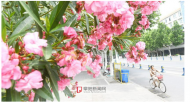 阜陽：未來幾天，雨水刷“存在感”