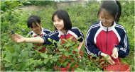 懷寧縣清河初中：基地藍莓香 學生采摘忙