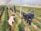 宜秀区白泽湖乡芭茅村：党建引领促发展，乡村振兴谱新篇