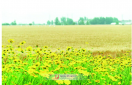 阜陽：天氣轉為多云 早晚偏涼