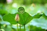 查君书：我爱夏日长