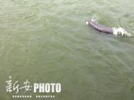 銅陵淡水豚國家級自然保護區江豚數量達到12頭