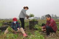 濉溪縣四鋪鎮：菊花基地種植忙 鄉村振興正當時        