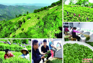 六安：小長假里茶飄香