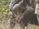 野猪横穿高速惹事故 撞上私家车一死一逃