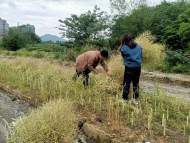 宜秀區(qū)大龍山鎮(zhèn)百華社區(qū)：油菜收割忙 振興添力量 