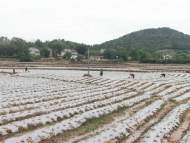 宜秀區羅嶺鎮姥山社區：初夏辣椒管護忙