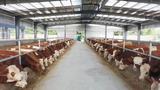 界首砖集镇：肉牛养殖基地迎来了首批“住户”