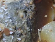 情況屬實(shí)！官方通報(bào)“高校食堂烤魚現(xiàn)蛆蟲”