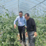 单王乡党委书记李兵督导调研当前重点工作开展情况