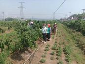 青陽縣蓉城鎮：夏日炎炎 有桃超甜