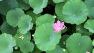 合肥翡翠湖：映日荷花別樣紅