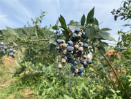 巢湖市廟崗鎮：藍莓采摘正當時