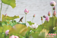 六安：水鳥戲荷人間夏至