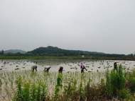 懷寧縣江鎮(zhèn)鎮(zhèn)：搶抓農(nóng)時(shí)插秧忙