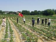宜秀區羅嶺鎮羅嶺社區：主題黨日“黨味”濃 辣椒基地助農忙