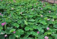 合肥翡翠湖公園的荷花開了
