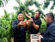 六安葉集姚李：昔日荒山崗  今朝綠果園