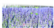 阜阳泉水湾湿地公园25亩薰衣草开成紫色花海