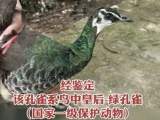 六安警民救助國家一級保護動物綠孔雀