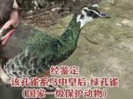 六安警民救助國家一級保護動物綠孔雀